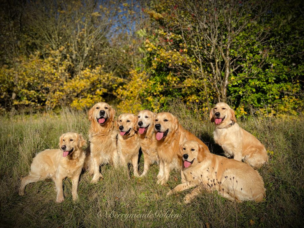 Our dogs group photo